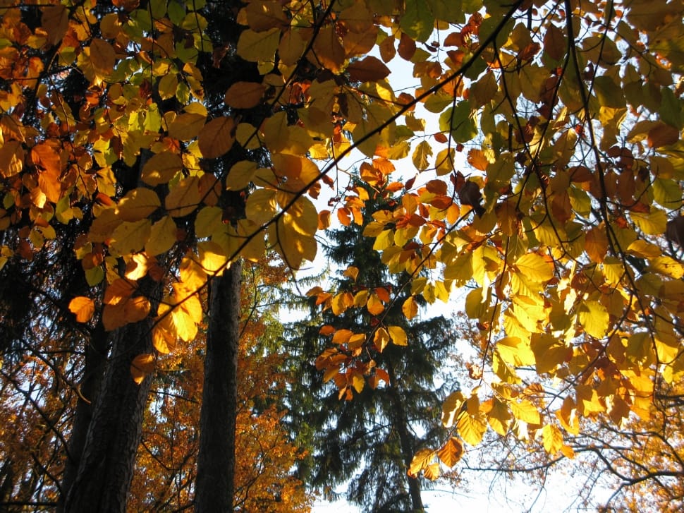 yellow leaved tree preview