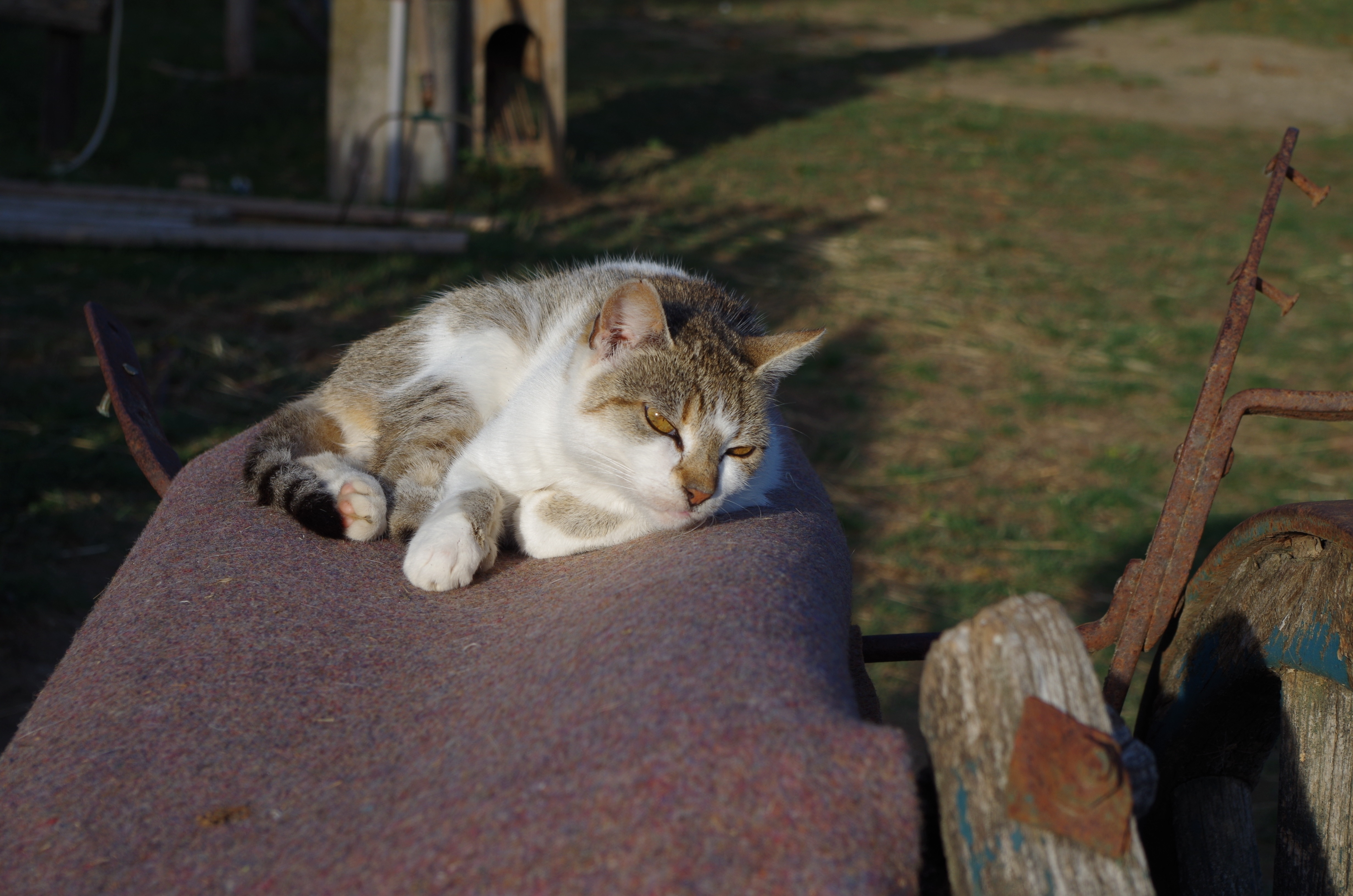 white and brown tabby cat