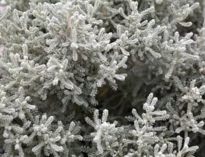 grey corals thumbnail