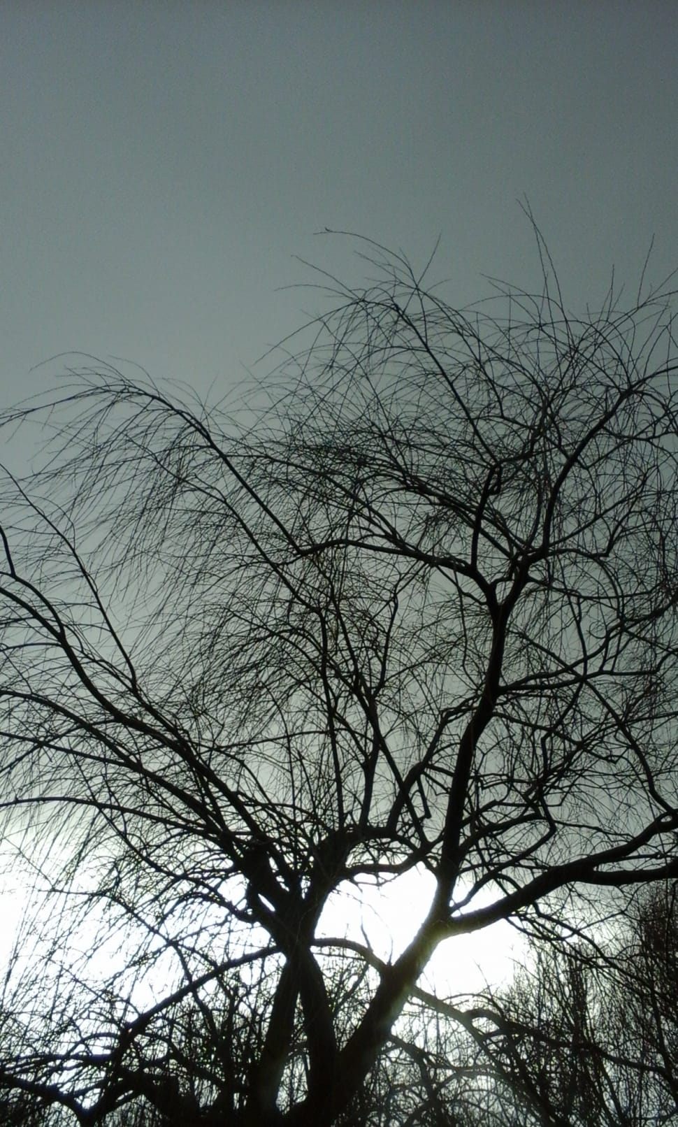 silhouette of leafless tree preview