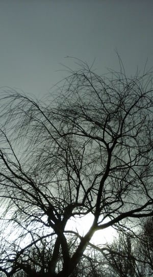 silhouette of leafless tree thumbnail