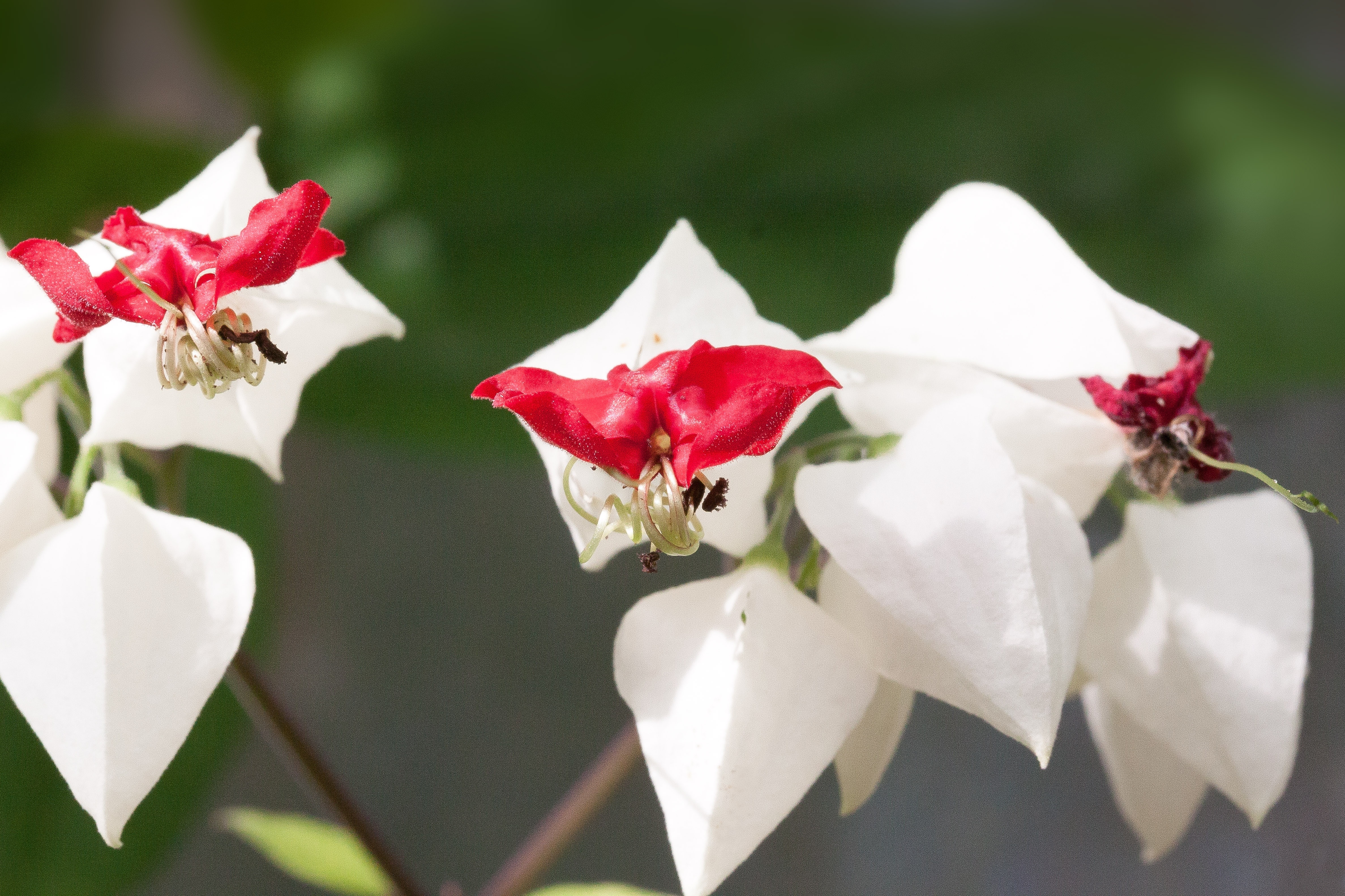 red and white petaled flower