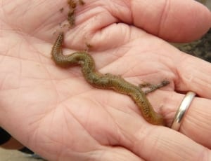brown earthworm thumbnail