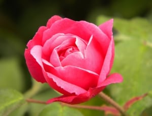 pink rose thumbnail