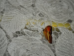 red beige and brown butterfly thumbnail