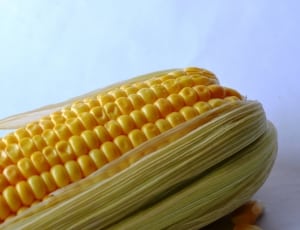 closeup photography of corn thumbnail