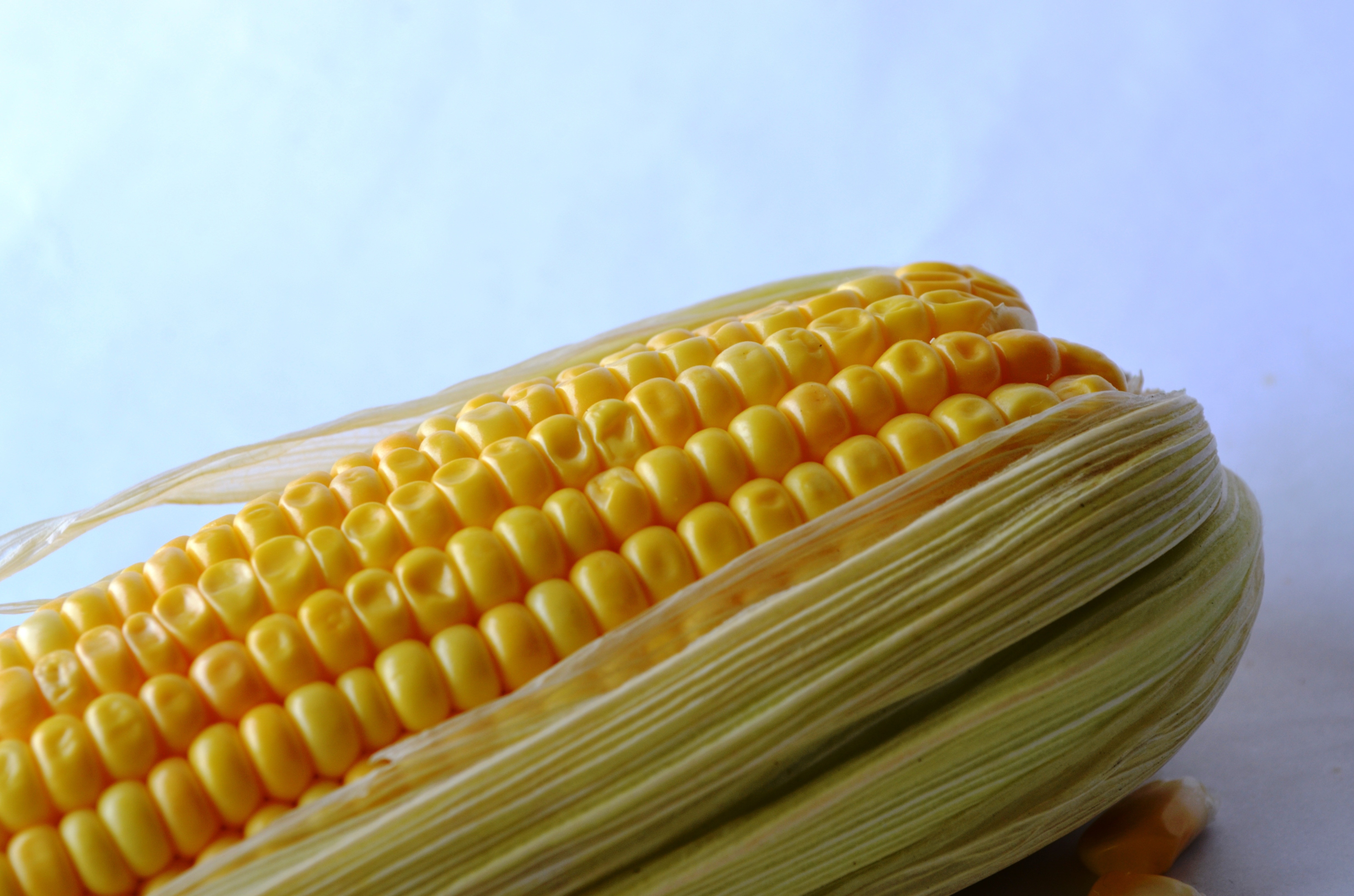 closeup photography of corn