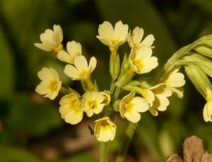 yellow primrose thumbnail