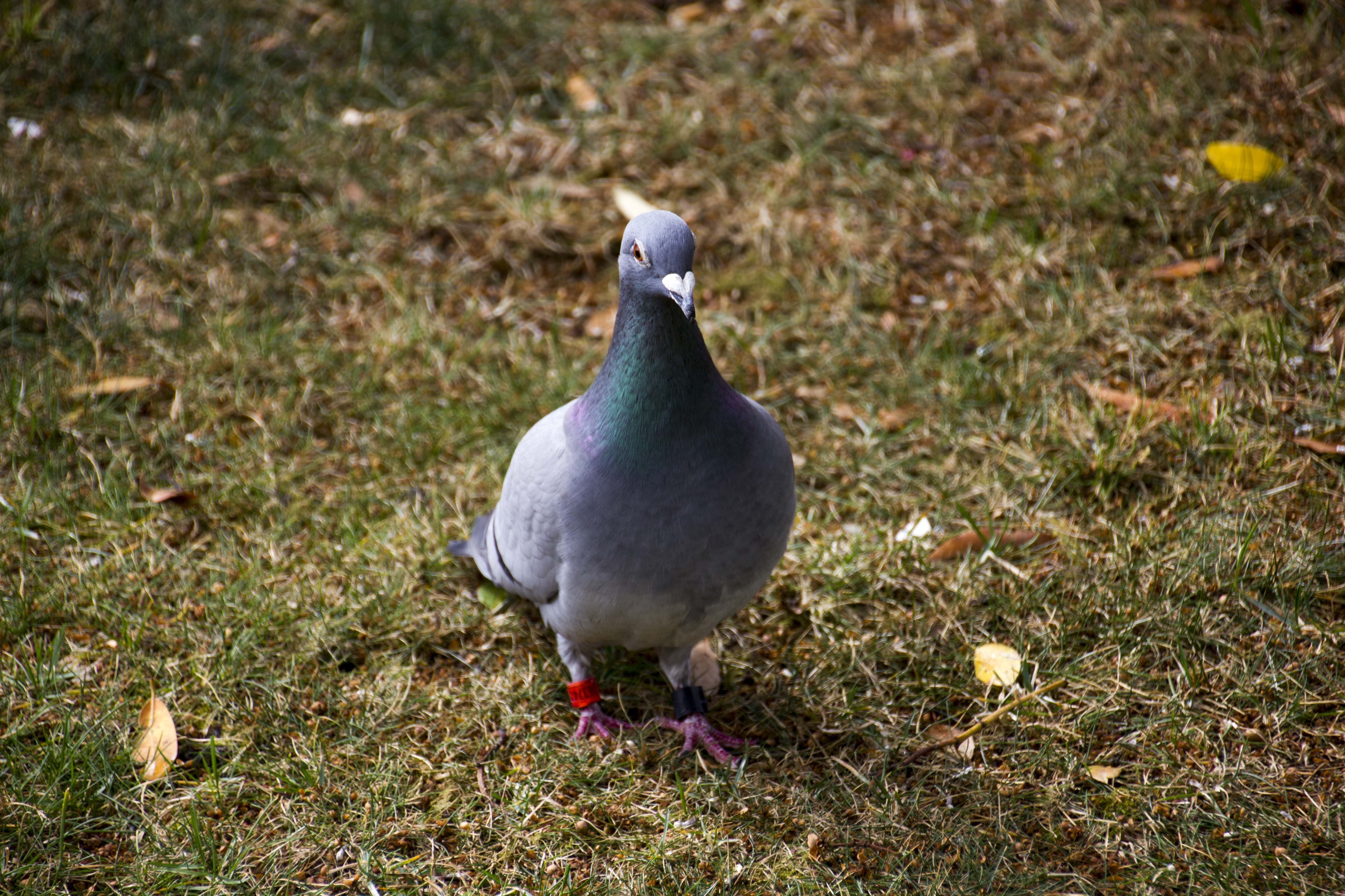 blue bar pigeon