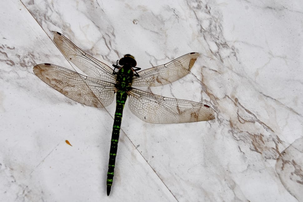 black and green dragonfly preview