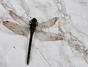 black and green dragonfly thumbnail