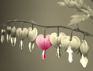 pink bleeding heart flower thumbnail