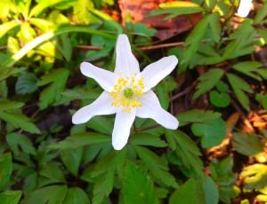 white 6 petal flower thumbnail