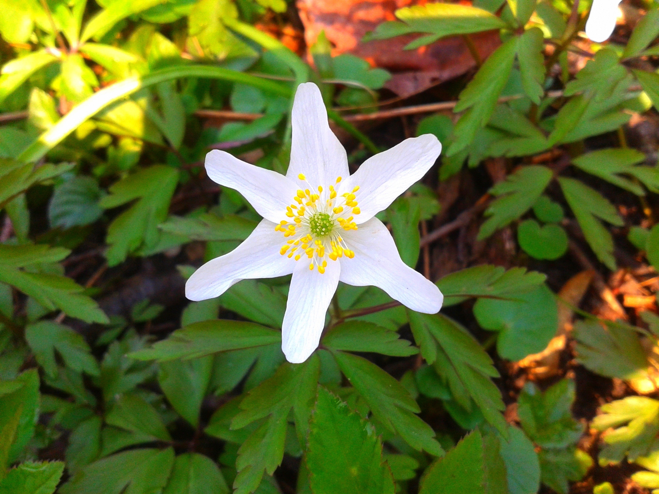 white 6 petal flower