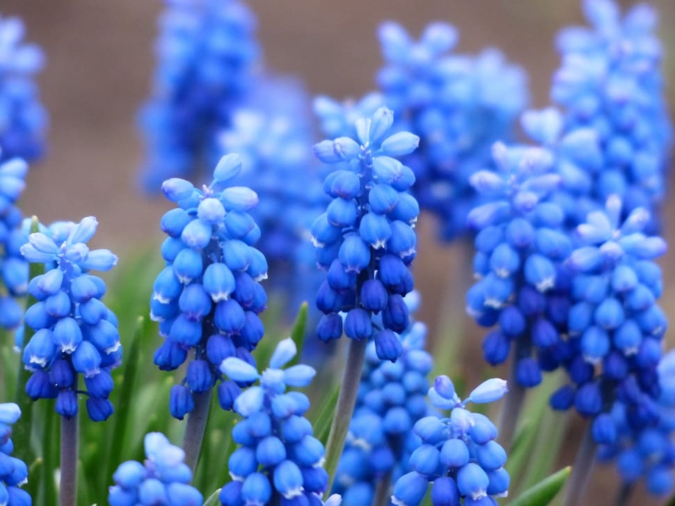 blue cluster flower preview