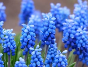 blue cluster flower thumbnail