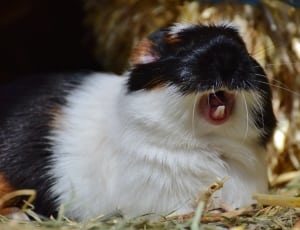 black brown and white hamster thumbnail