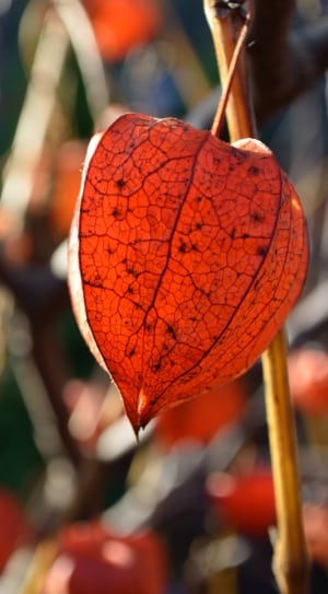 orange leaf thumbnail