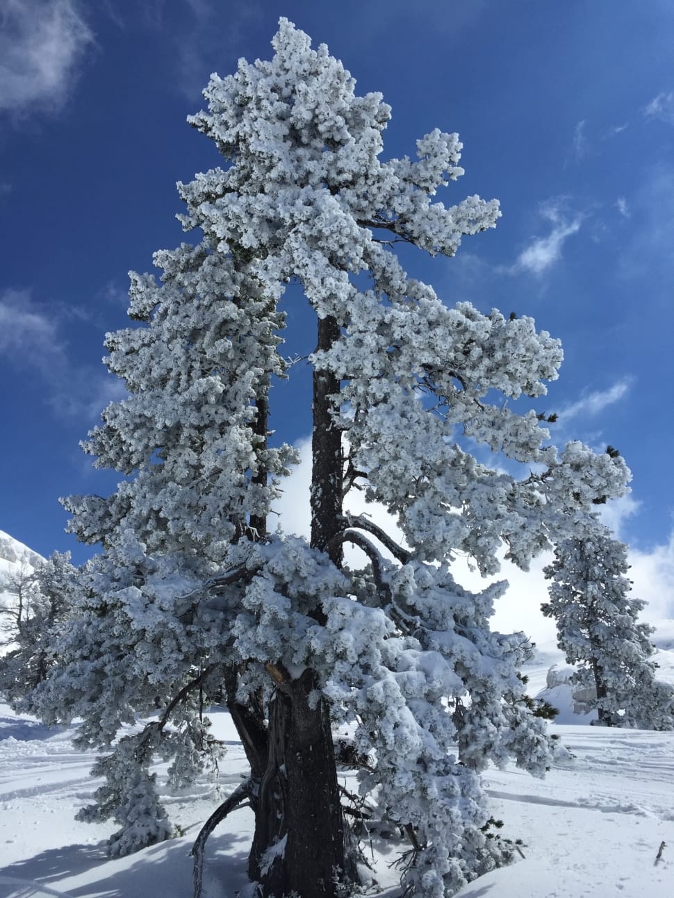 snow coated tall tree preview