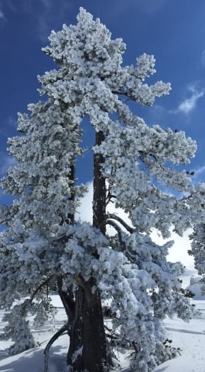 snow coated tall tree thumbnail