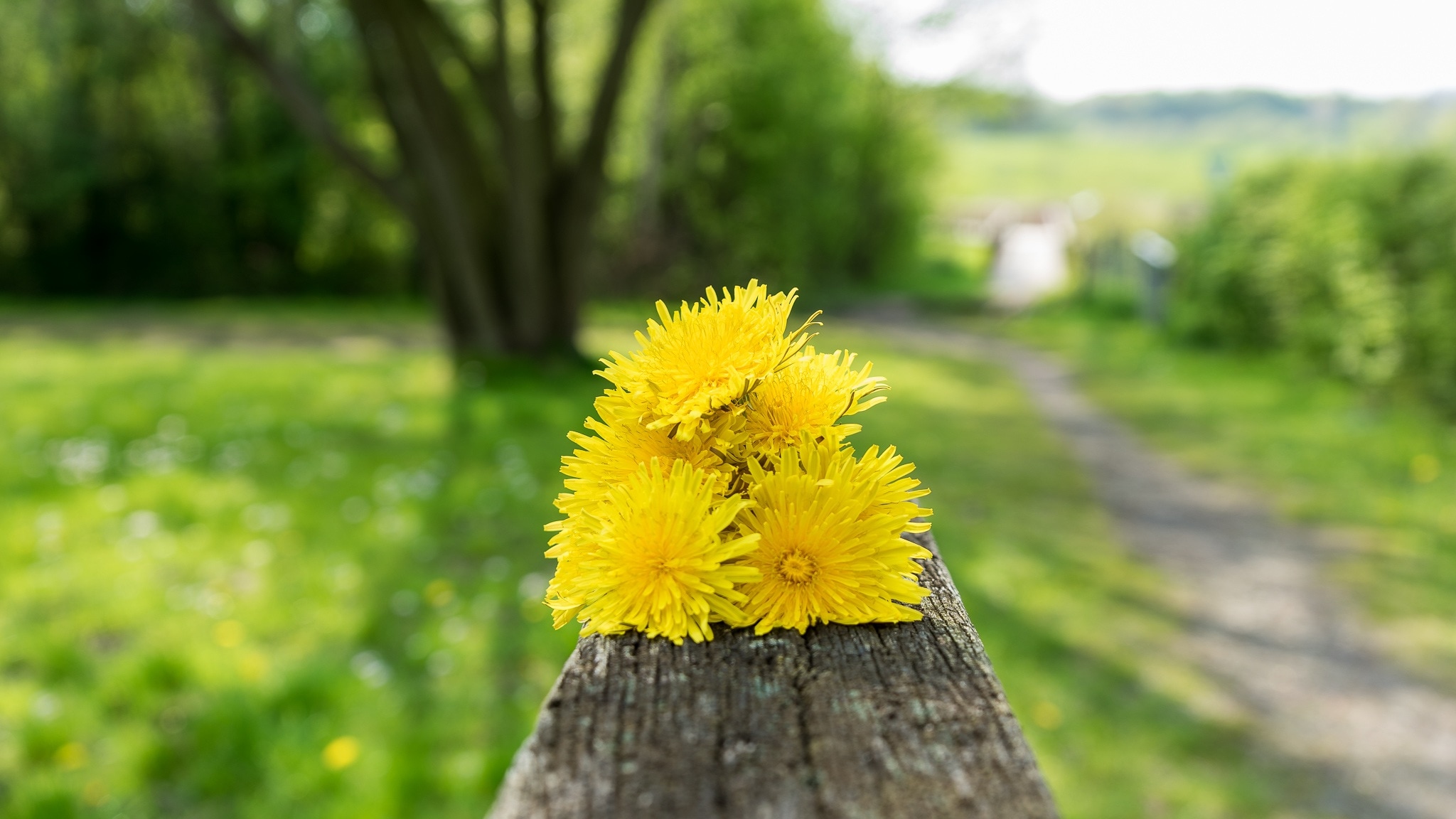 yellow petaled flowers