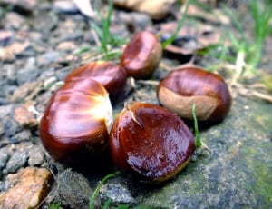 brown chestnuts thumbnail