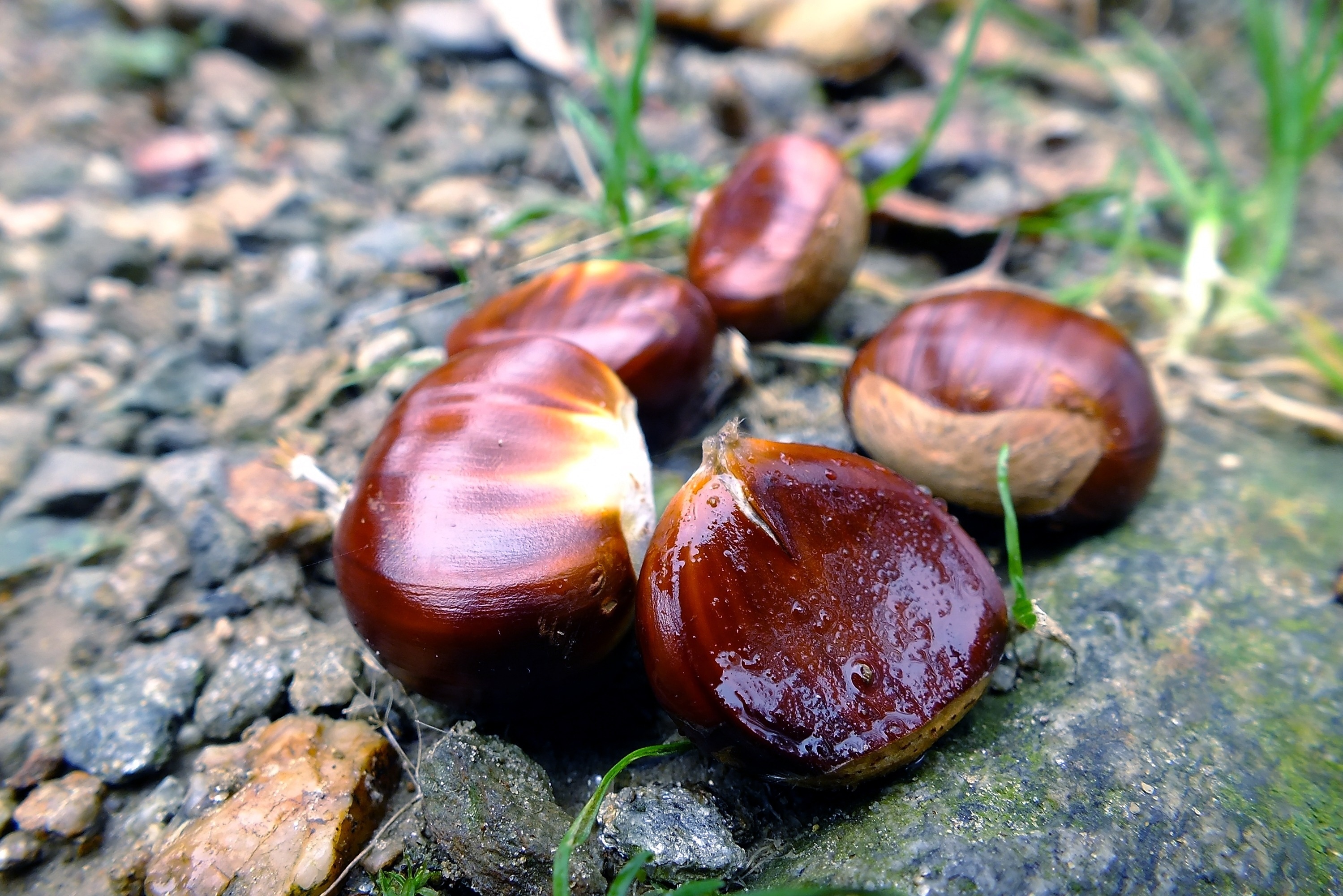brown chestnuts