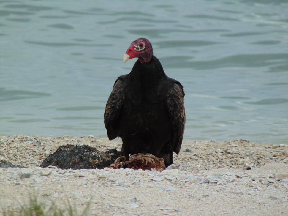 black and gray red face vulture preview