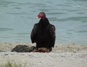 black and gray red face vulture thumbnail