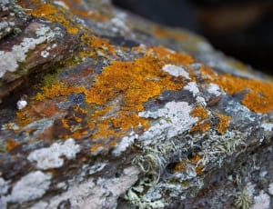 orange and white moss thumbnail