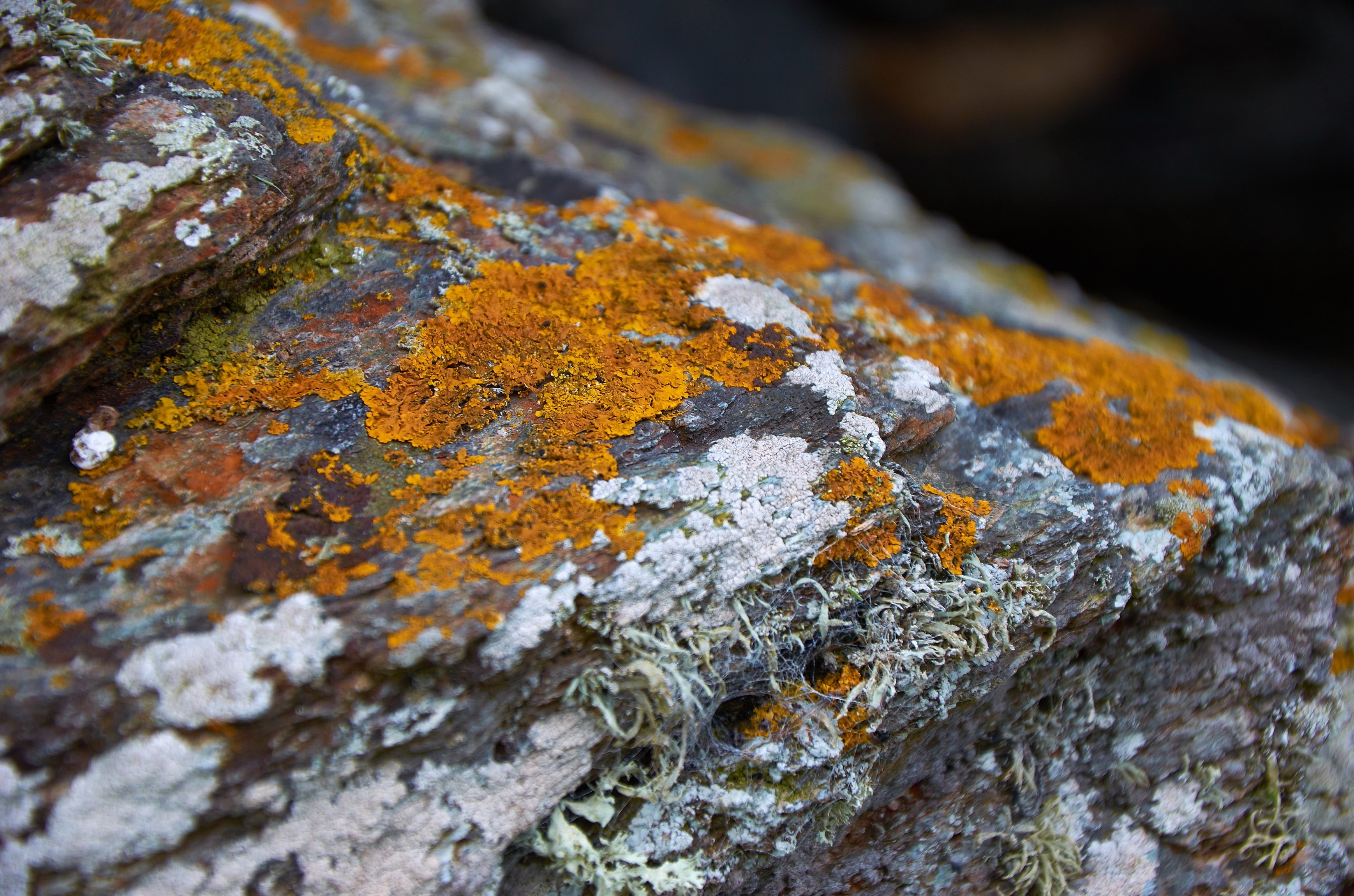orange and white moss