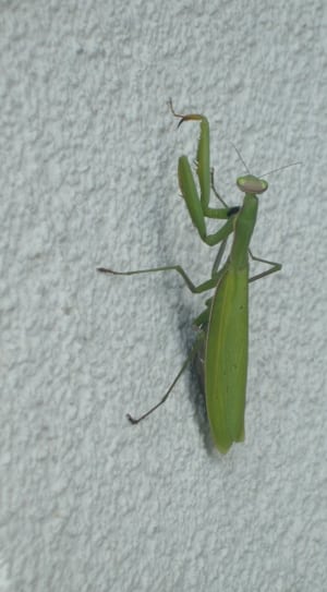 green mantis thumbnail