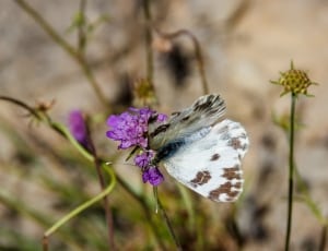 purple petaled flower and gray butterfly thumbnail