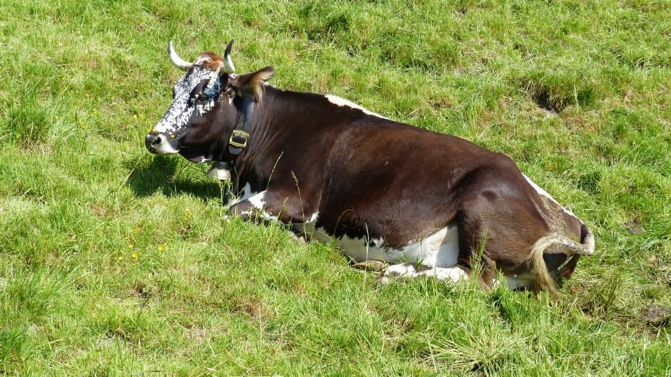 Allgäu, Cow, Ruminant, Dairy Cattle, ,  preview