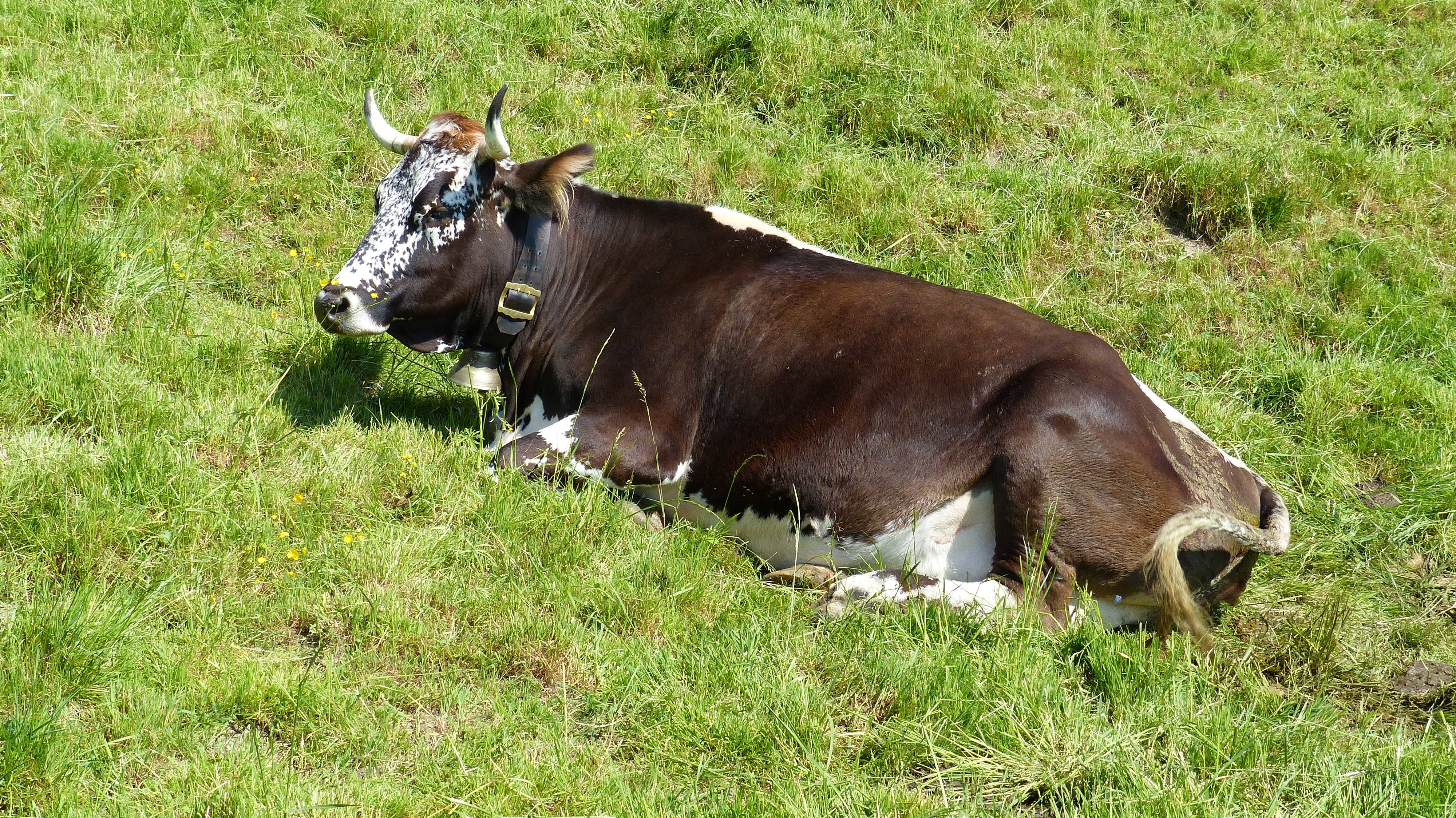 Allgäu, Cow, Ruminant, Dairy Cattle, , 