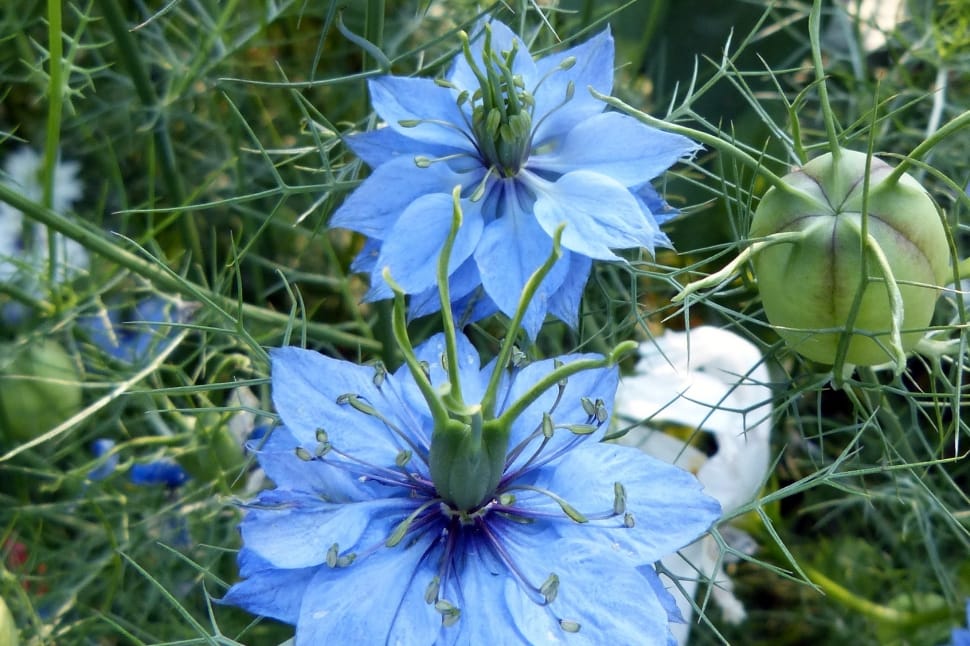 blue petaled flowers preview