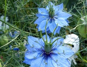 blue petaled flowers thumbnail