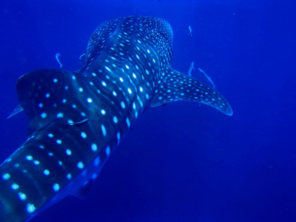 spotted whale shark preview