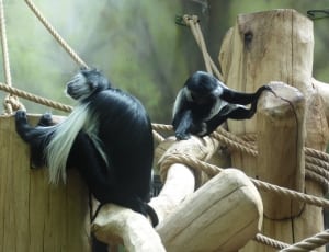 two black and gray primates thumbnail