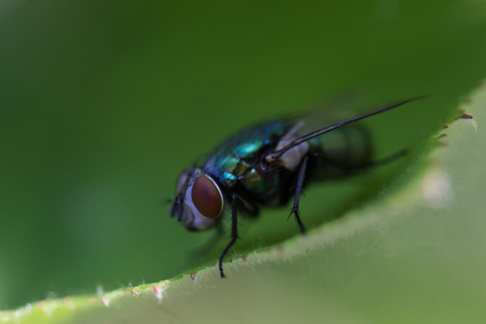bottle fly preview