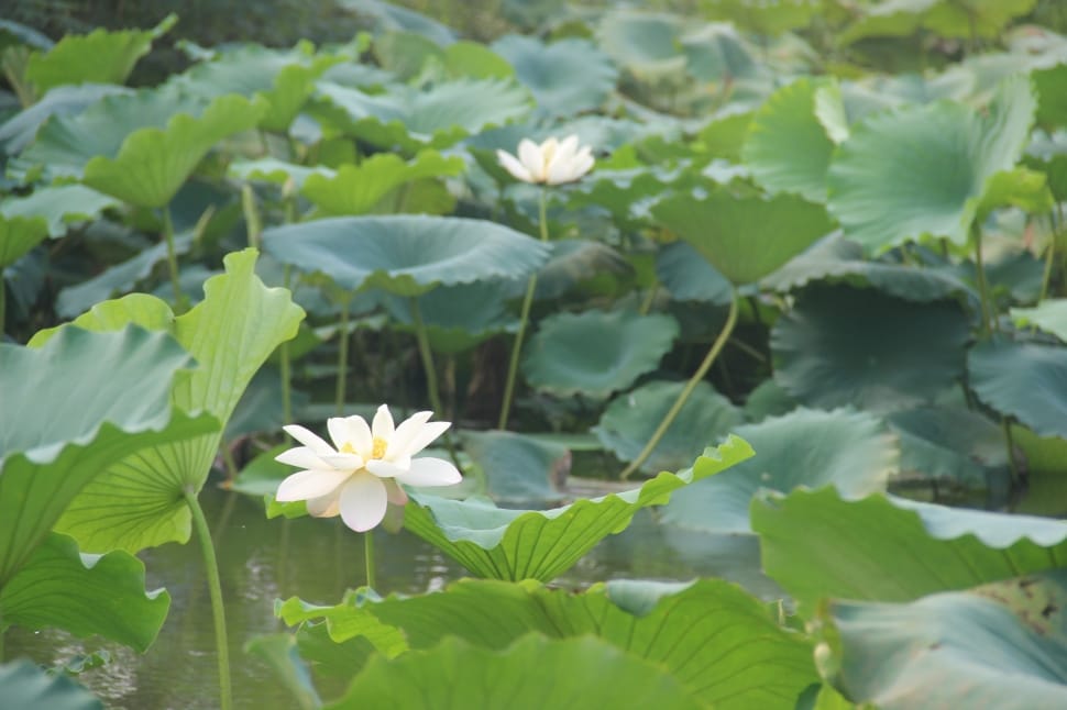 green water lily preview