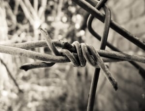 greyscale photo of barb wire thumbnail