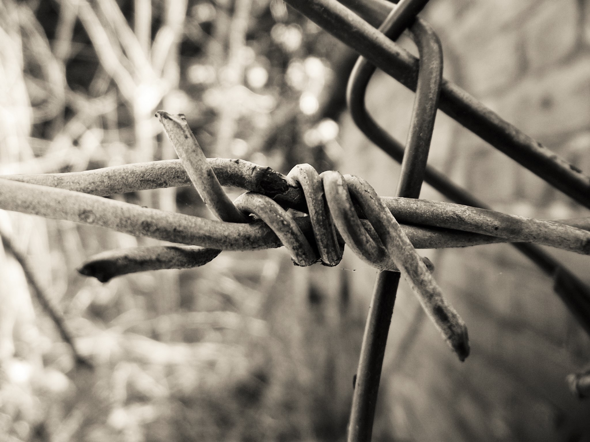 greyscale photo of barb wire