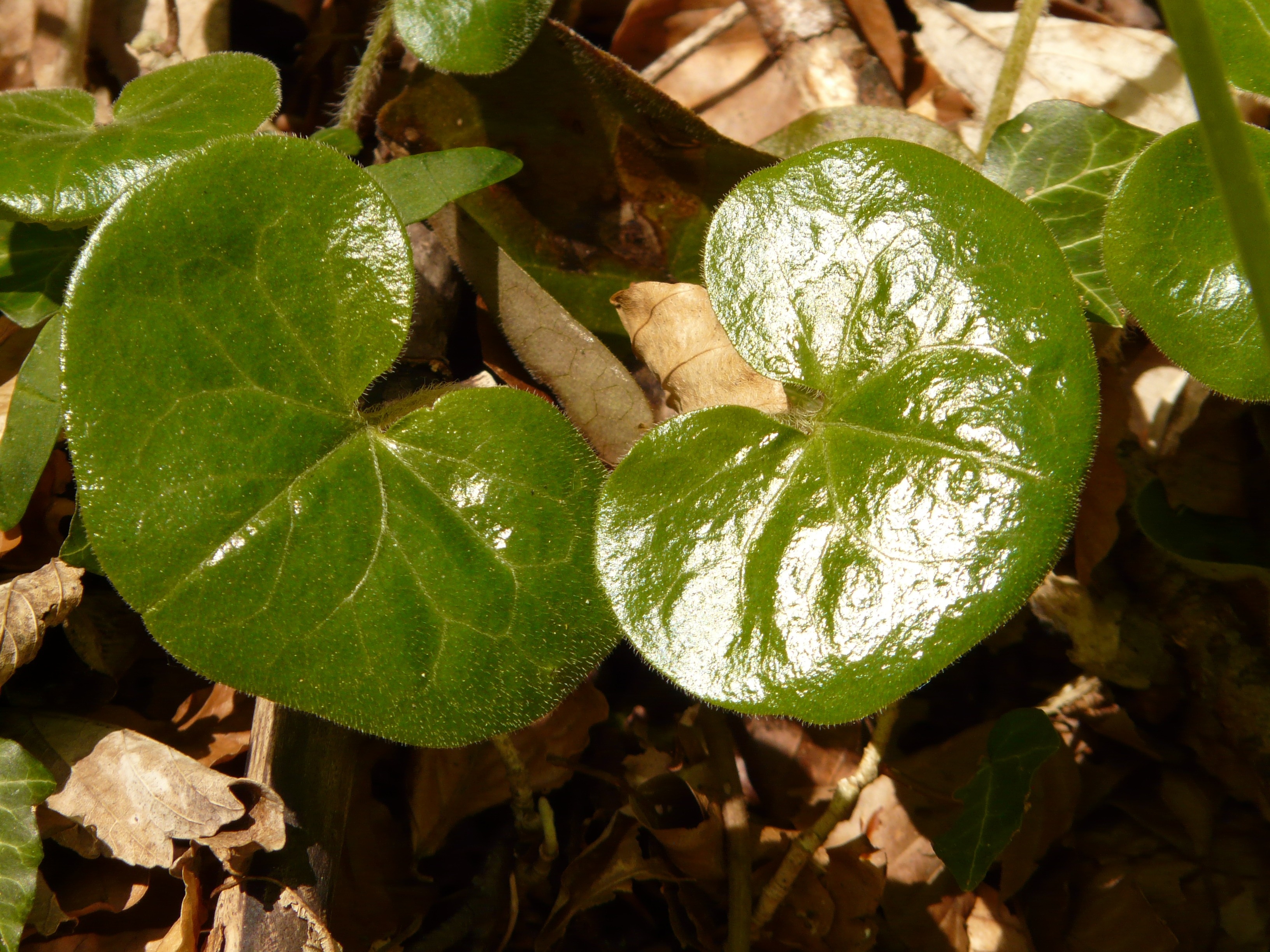 green octave leaf