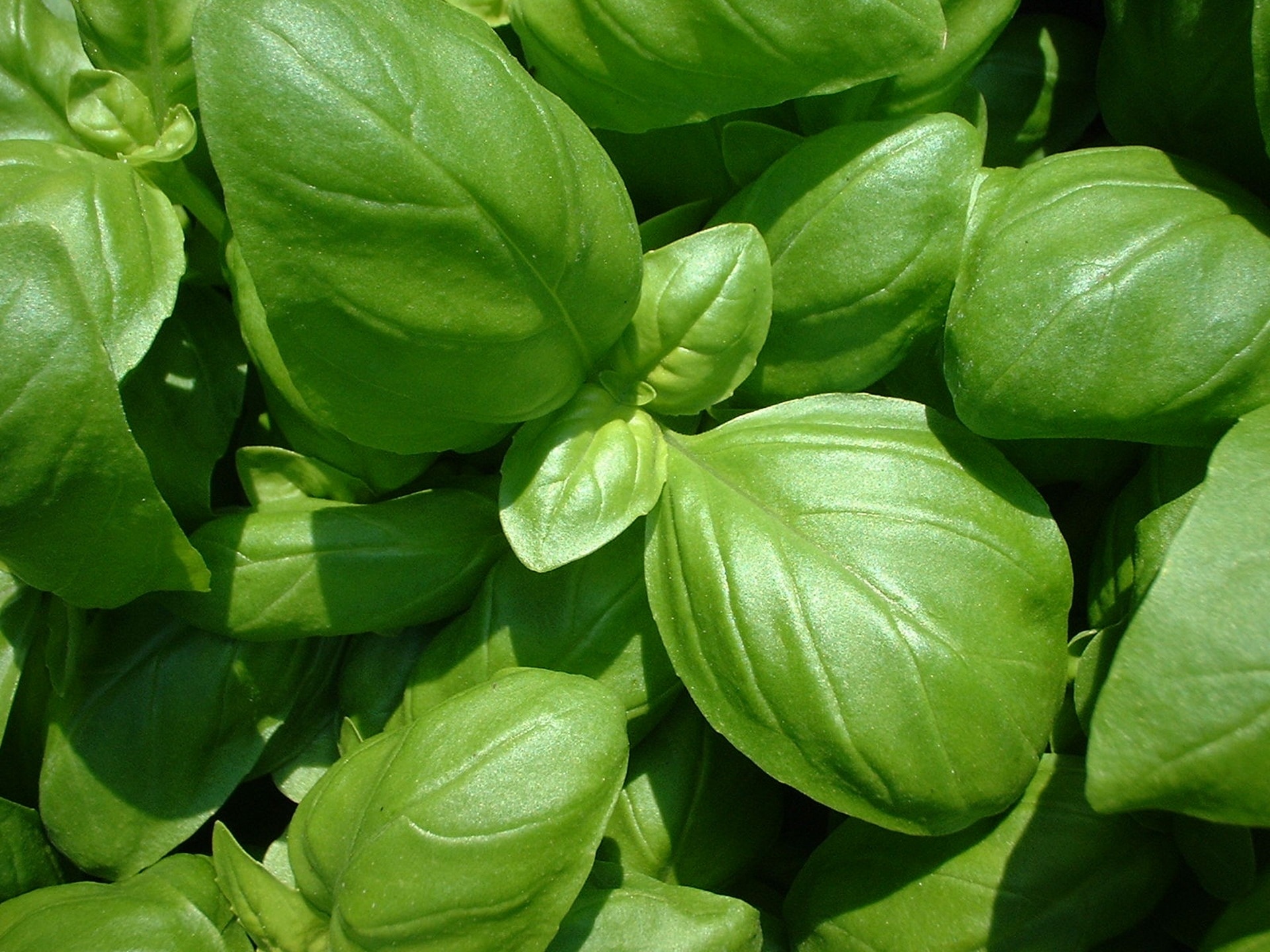 green leafy plant