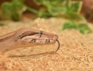 gray black and brown python thumbnail