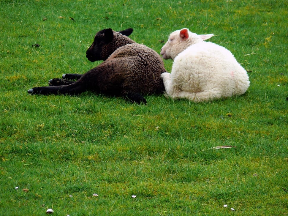 2 black and white sheep preview