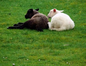 2 black and white sheep thumbnail