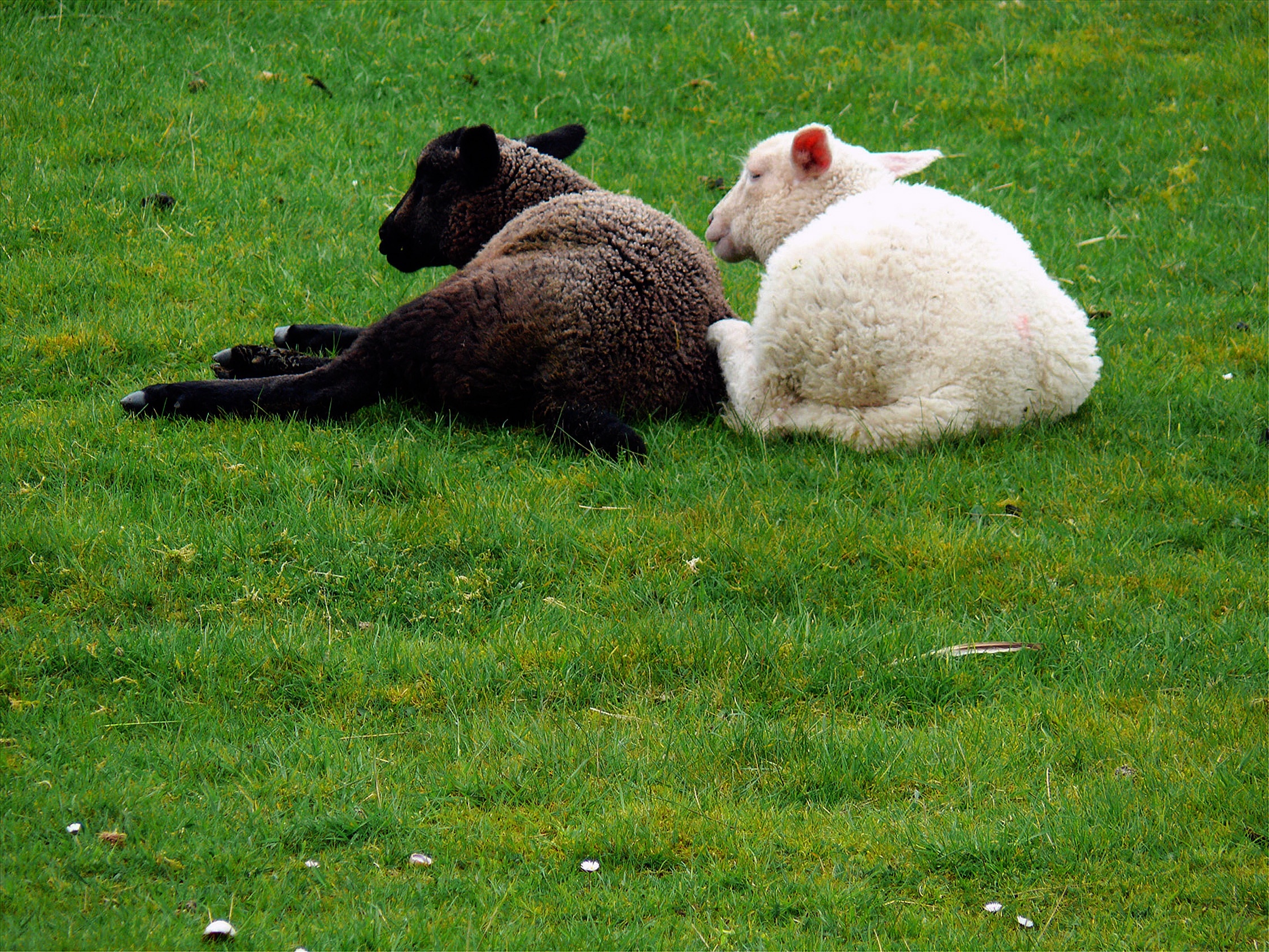 2 black and white sheep