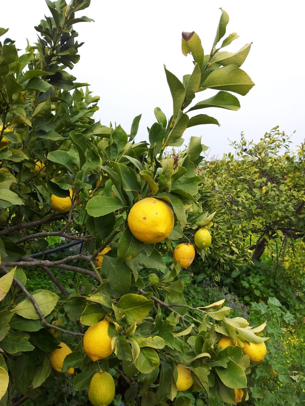 yellow lemon fruit preview